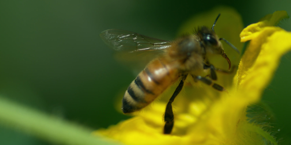 <em>Love Bees</em>